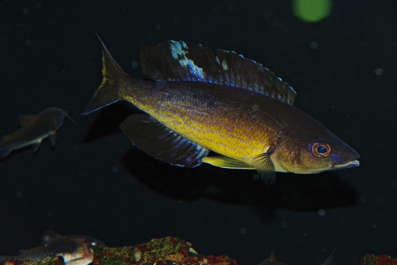 Cyprichromis microlepidotus 'Milima Island'